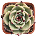 Live Succulent Echeveria Agavoides 'Halloweens', Approx 2-inch Large, Potted Succulents, Fully Rooted, Easy Care House Plants