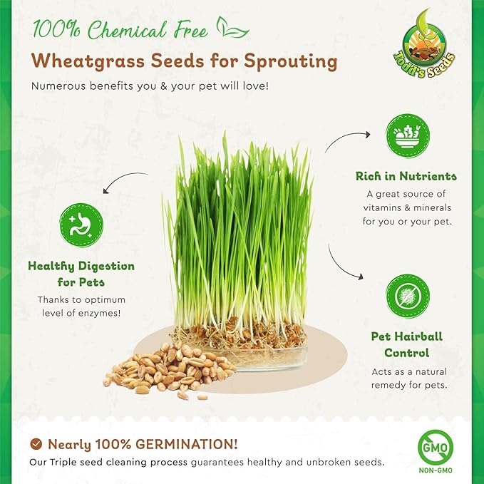Todd’s Seeds – Cat Grass for Indoor Cats, 1lb Wheatgrass – Premium, Non-GMO, Pet-Safe & Easy to Grow – No Fillers, 100% Chemical-Free