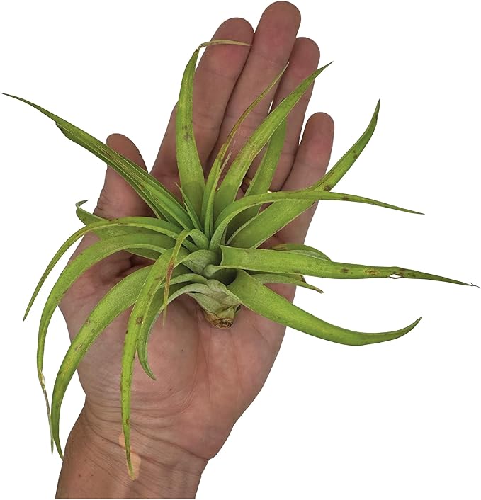 Air Plants - Tillandsia Capitata (Peach), Large 5-7” - 2 ct - Live Arrival Guaranteed - House Plants for Home Decor & Gift
