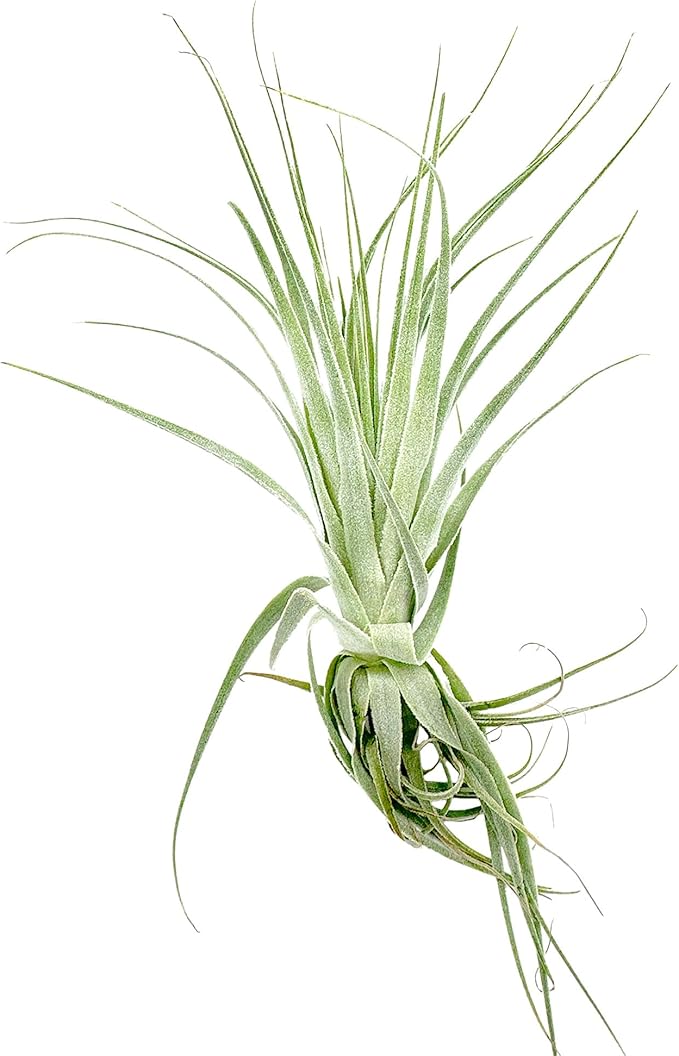 Live Air Plant - Tillandsia Gardneri 5-7” - 3ct - ragnaroc Rare Collectors Indoor Tropical Plant - Live Arrival Guaranteed - House Plants for Home Decor & Gift