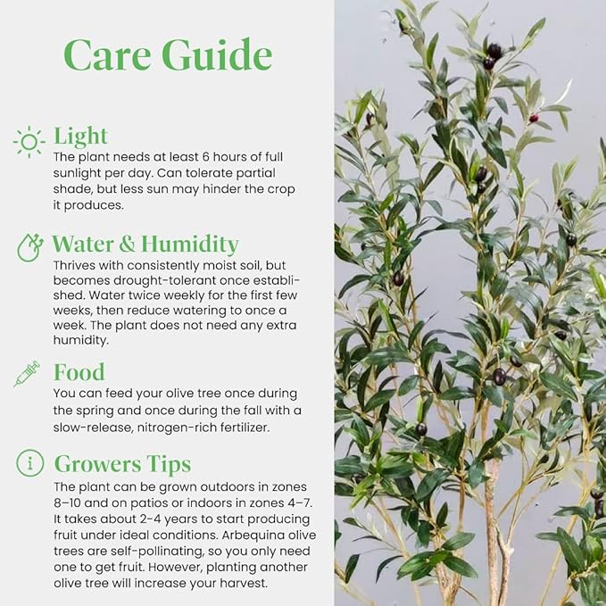 American Plant Exchange Live Olive Tree, Arbequina – Real Fruiting, Edible Indoor/Outdoor Houseplant – Large 10-Inch Pot, Perfect for Home, Office, Patio & Garden Décor