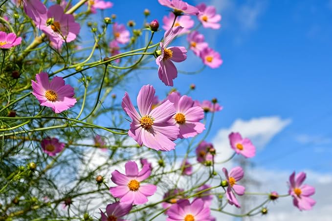 Set of 16 Heirloom Flower Seeds - Non-GMO - 16 Varieties - Assorted Flower Seeds - Individually Sealed Packs