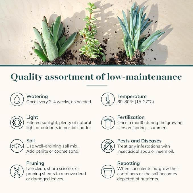 Shop Succulents Unique Succulent Plant Pack Collection - Live Mini Succulent Plants, Low Maintenance, Exceptional Colors & Textures - Wedding and Party Favors, Gift & Garden, Pack of 20