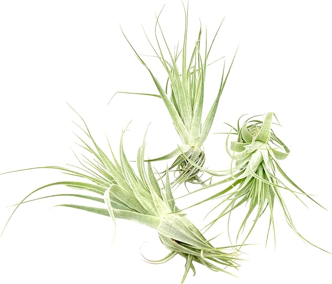 Live Air Plant - Tillandsia Gardneri 5-7” - 3ct - ragnaroc Rare Collectors Indoor Tropical Plant - Live Arrival Guaranteed - House Plants for Home Decor & Gift