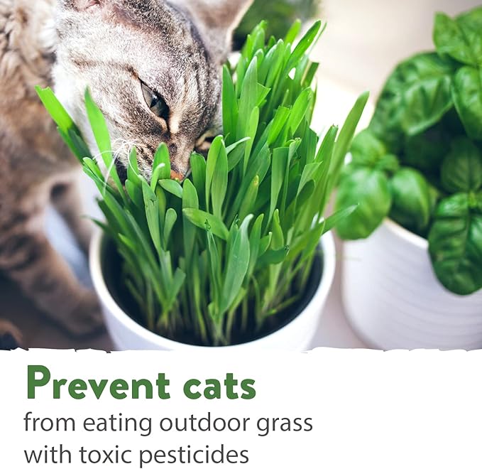 HOME GROWN 30,000+Cat Grass Seeds (6oz) 𝗡𝗢𝗡-𝗚𝗠𝗢 𝗨𝗦𝗔 Heirloom Barley & Oat Mix – Refill for Indoor Cat Grass Growing Kit – Safe Healthy Green Grass for Cats – Pet Grass for Eating & Digestion