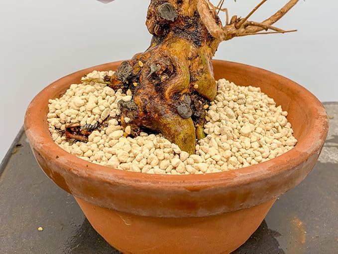 Elevate Your Acidic Soil Mix with Gardenera's Kanuma Soil Amendment - Improves Nutrient Uptake and Root Health - 20 Quart