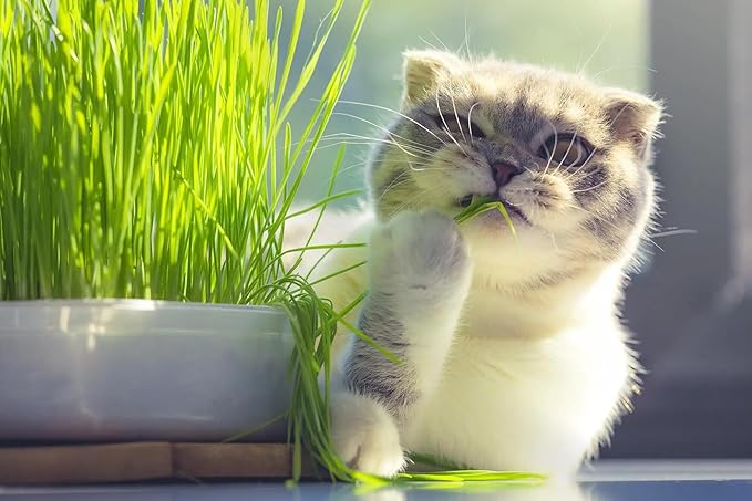 Cat Grass Potting Mix - Crafted with Care to Meet Your Cat's Natural Cravings - 3 QUARTS