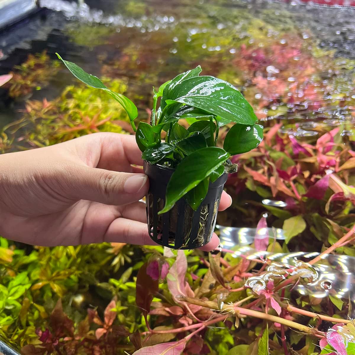 Anubias Live Aquarium Plants - Potted Freshwater Plant for Fish Tanks, Terrariums - Beginner Friendly Low Light (Barteri Broad Leaf, 3 Pots)