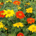 Outsidepride Red Torch Mexican Sunflower Seeds - 2000 Seeds Annual Tithonia, Fast-Growing, Heat & Drought-Tolerant Flower Seeds for Pollinator Gardens, Landscapes, & Flower Arrangements (AAS Winner)