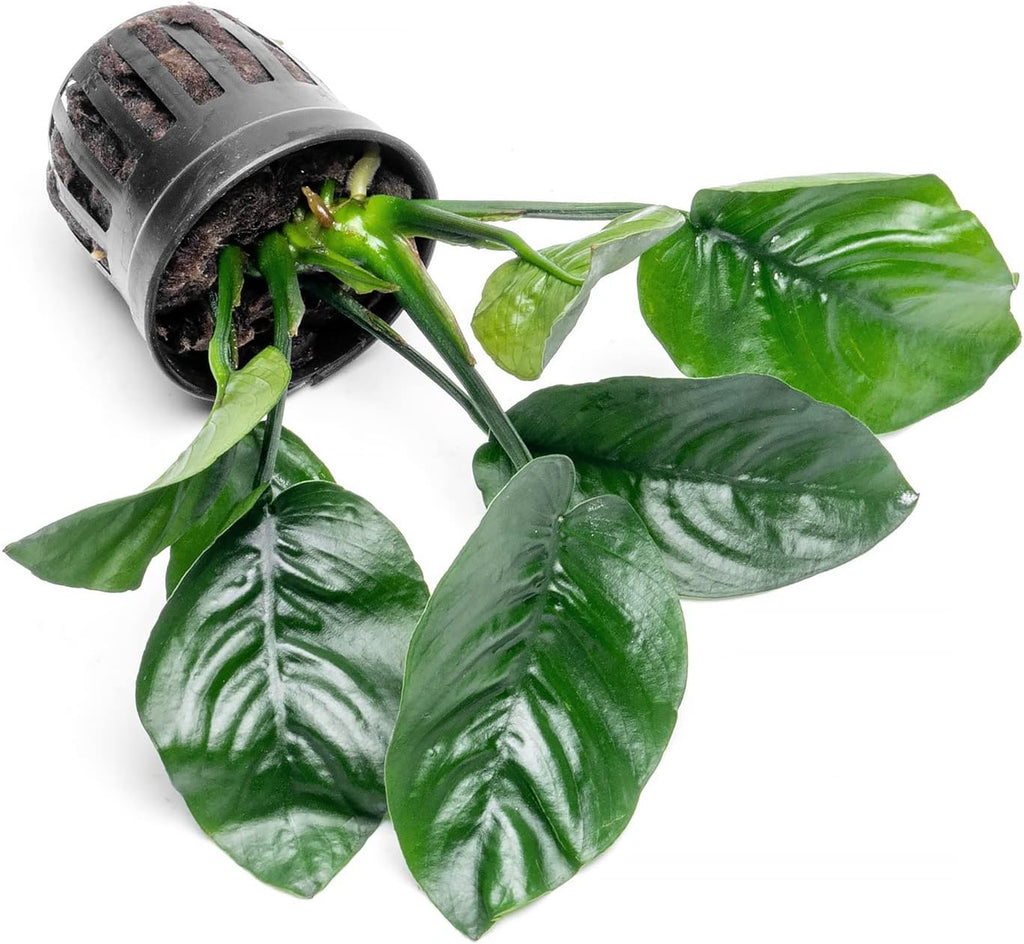 Anubias Live Aquarium Plants - Potted Freshwater Plant for Fish Tanks, Terrariums - Beginner Friendly Low Light (Barteri Butterfly, 1 Pot)