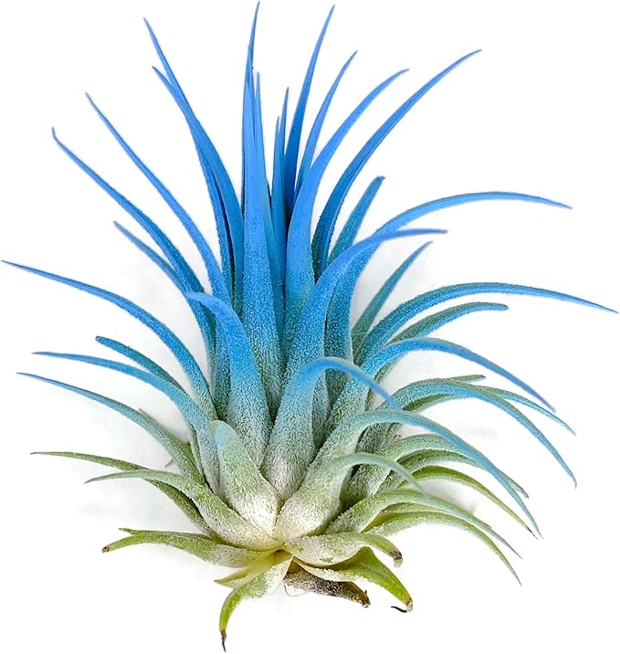 Ionantha Guatemala Tillandsia Air Plant, Guatemala Tillandsia Live Airplant, Healthy Arrival Guaranteed, Great Indoor Plant, Home Decor & Gift (Sky Blue)
