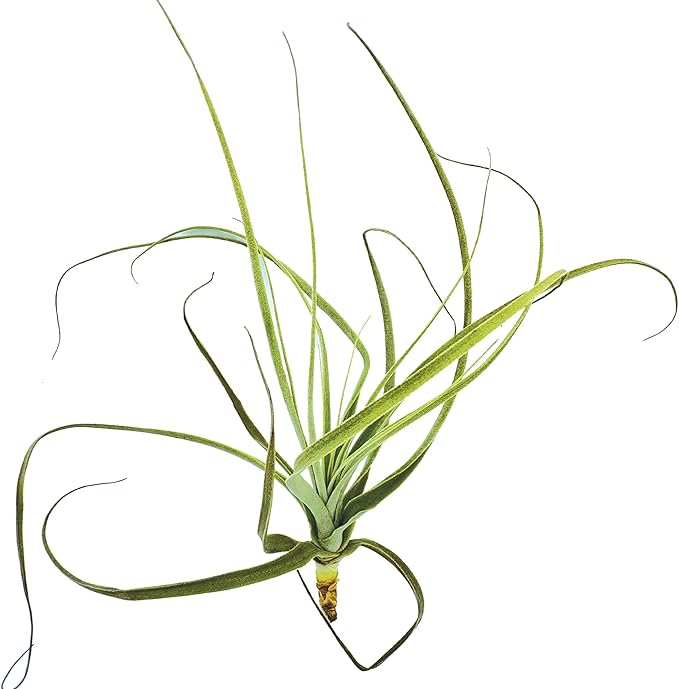 Air Plants - Tillandsia Straminea Jumbo 6-9" - 1ct - Live Arrival Guaranteed - House Plants for Home Decor & Gift