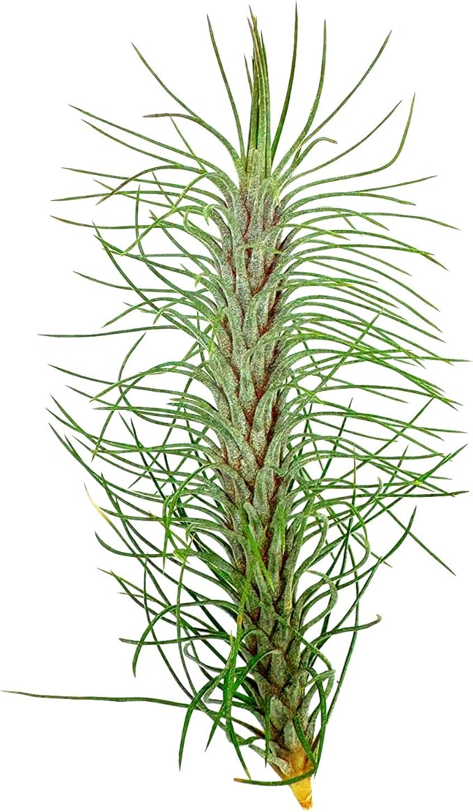 Air Plants - Colombian Tillandsia Funckiana, Large 5" - 5ct - Live Arrival Guaranteed - House Plants for Home Decor & Gift