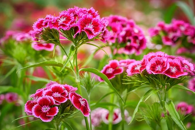 Black Duck Brand Set of 1000 Flower Seed Packets! Flower Seeds in Bulk - Best Value Seeds - Great for Classrooms, Beginner Gardeners and Kids! - Deluxe Varieties! (1000)
