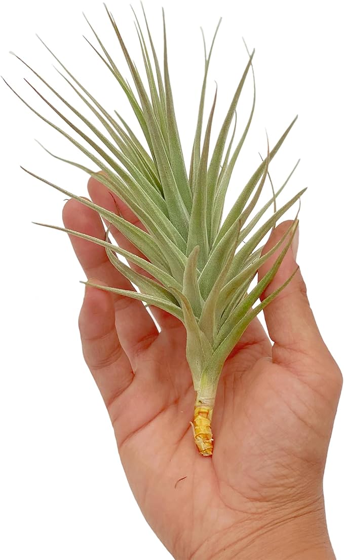 Air Plants - Flowering Tillandsia Lilla Lilac, Large 5" - 3ct - Live Arrival Guaranteed - House Plants for Home Decor & Gift