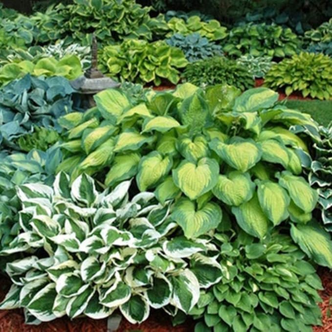 Fantastic Deal - 12 Bare Roots Hosta Plants - Mixed Heart-Shaped Hosta - Rich Green Foliage, Low Maintenance, Heart Shaped Leaves - Indoor and Outdoor