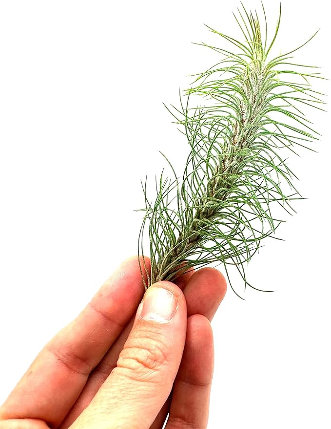 Air Plants - Colombian Tillandsia Funckiana, Large 5" - 5ct - Live Arrival Guaranteed - House Plants for Home Decor & Gift
