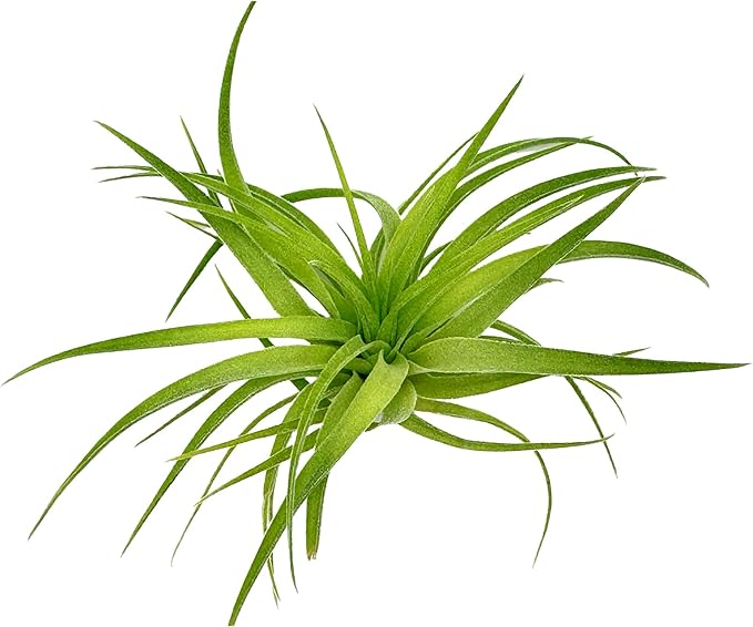 Live Air Plants - Tillandsia Geminiflora 1-3" - 2ct – ragnaroc Live Indoor Plant - Live Arrival Guaranteed - House Plants for Home Decor & Gift