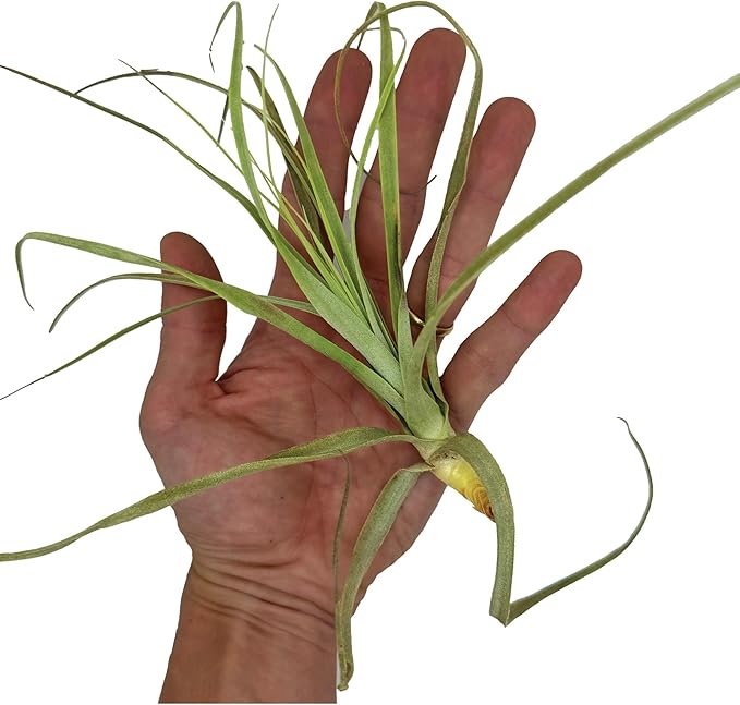 Air Plants - Tillandsia Straminea Jumbo 6-9" - 2ct - Live Arrival Guaranteed - House Plants for Home Decor & Gift