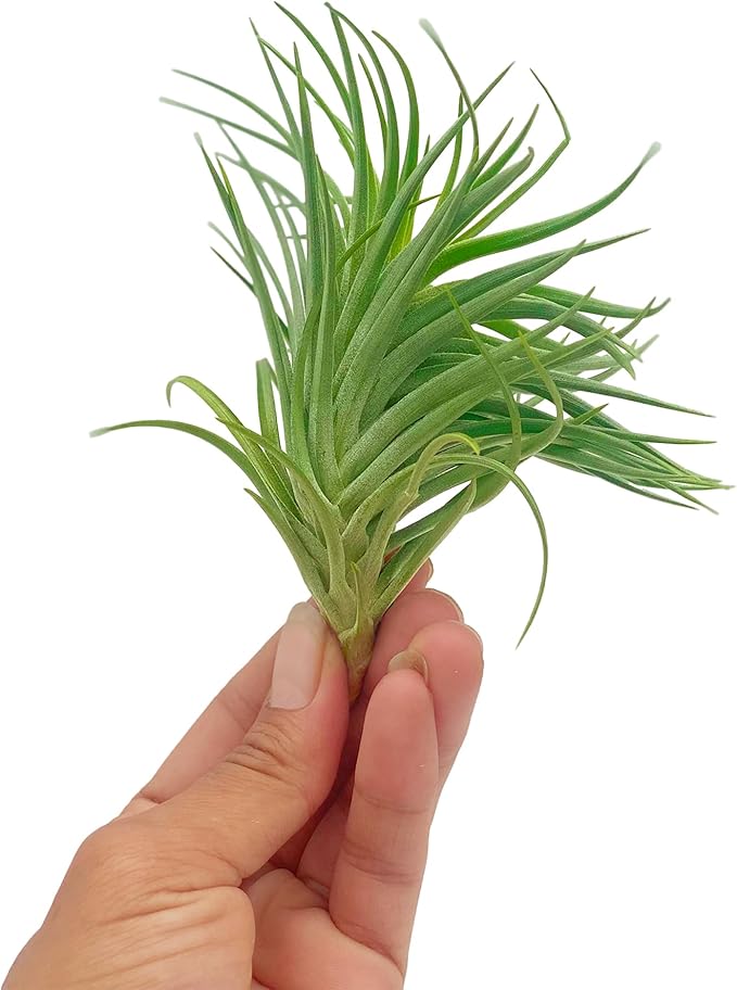 Air Plants - Flowering Tillandsia Pink Paske Large 5" - 2ct - Live Arrival Guaranteed - House Plants for Home Decor & Gift