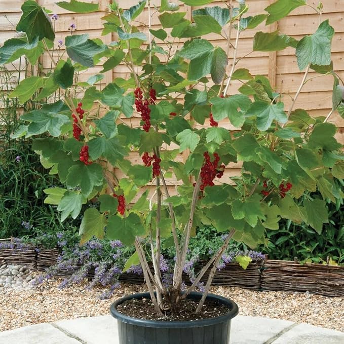 Premium Currant Plant Potting Soil Mix - Optimal Nutrient-Rich Blend for Thriving and Juicy Currants - 4 Quart