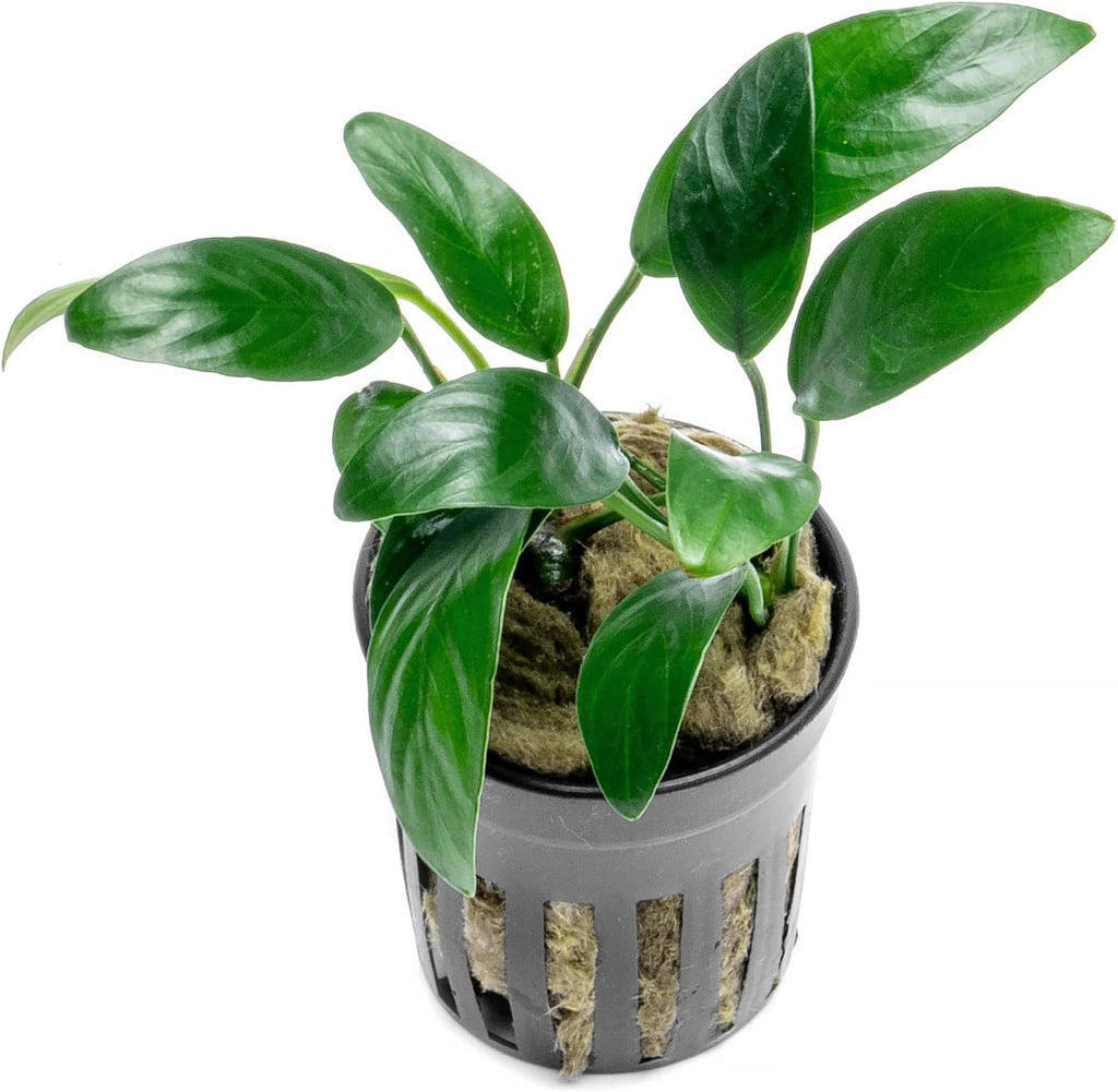 Anubias Live Aquarium Plants - Potted Freshwater Plant for Fish Tanks, Terrariums - Beginner Friendly Low Light (Congensis Mini, 3 Pots)