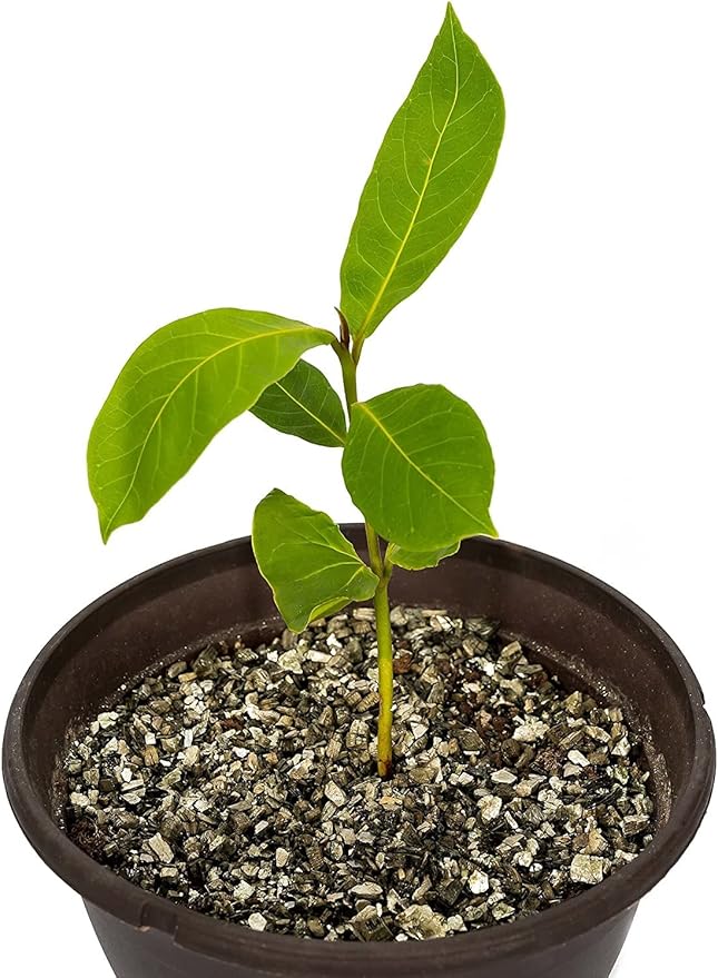 Horticultural Organic Vermiculite by GARDENERA - Medium Grade - Natural Soil Additive for Potted Plants, Orchids, Hydroponics, Terrariums (1 Quart)