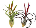 Air Plants - Flowering Tillandsia Caput Medusae, Large 5-7" - 2ct - Live Arrival Guaranteed - House Plants for Home Decor & Gift