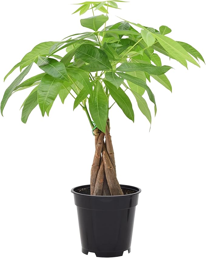 Money Tree Live Indoor Plant in 4 in. Plastic Grower Pot *Sold by Amazon and Arcadia Garden Products*