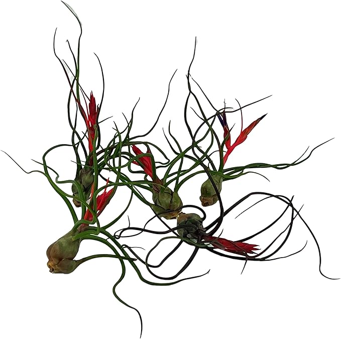 Air Plants - Flowering Tillandsia Bulbosa Guatemala, Large 3-5" - 5ct - Live Arrival Guaranteed - House Plants for Home Decor & Gift