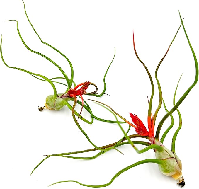 Air Plants - Flowering Tillandsia Bulbosa Belize, Giant 7-9" - 2ct - Live Arrival Guaranteed - House Plants for Home Decor & Gift