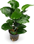 Live Jungle Plants - Anubias Emerald Bloom (Anubias barteri) - Compact Epiphytic Rhizome Plant for Midground Freshwater Aquascapes, Emerald Green Accent - Pot
