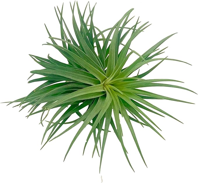 Air Plants - Flowering Tillandsia Pink Paske Large 5" - 5ct - Live Arrival Guaranteed - House Plants for Home Decor & Gift