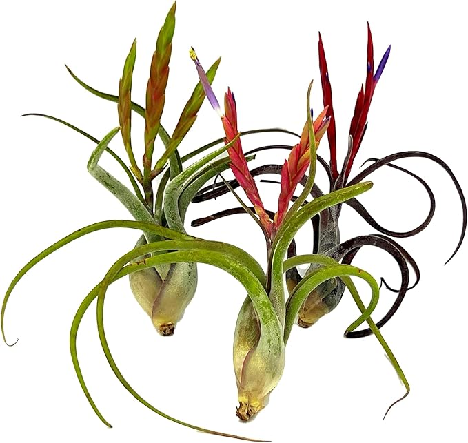 Air Plants - Flowering Tillandsia Caput Medusae, Large 5-7" - 3ct - Live Arrival Guaranteed - House Plants for Home Decor & Gift