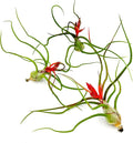 Air Plants - Flowering Tillandsia Bulbosa Belize, Giant 7-9" - 3ct - Live Arrival Guaranteed - House Plants for Home Decor & Gift