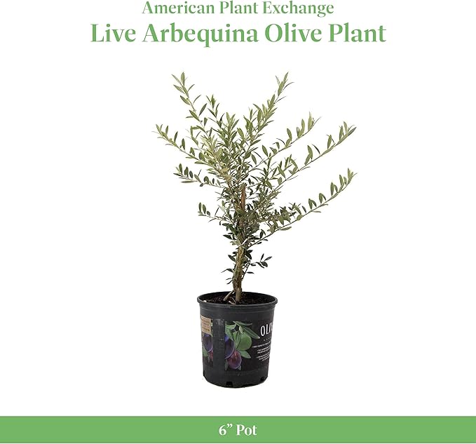 American Plant Exchange Live Olive Tree, Arbequina – Real Fruiting, Edible Indoor/Outdoor Houseplant – Medium 7.5-Inch Pot, Perfect for Home, Office, Patio & Garden Décor