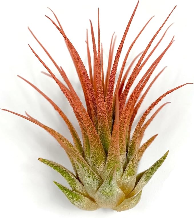 Ionantha Guatemala Tillandsia Air Plant, Guatemala Tillandsia Live Airplant, Healthy Arrival Guaranteed, Great Indoor Plant, Home Decor & Gift (Peach)