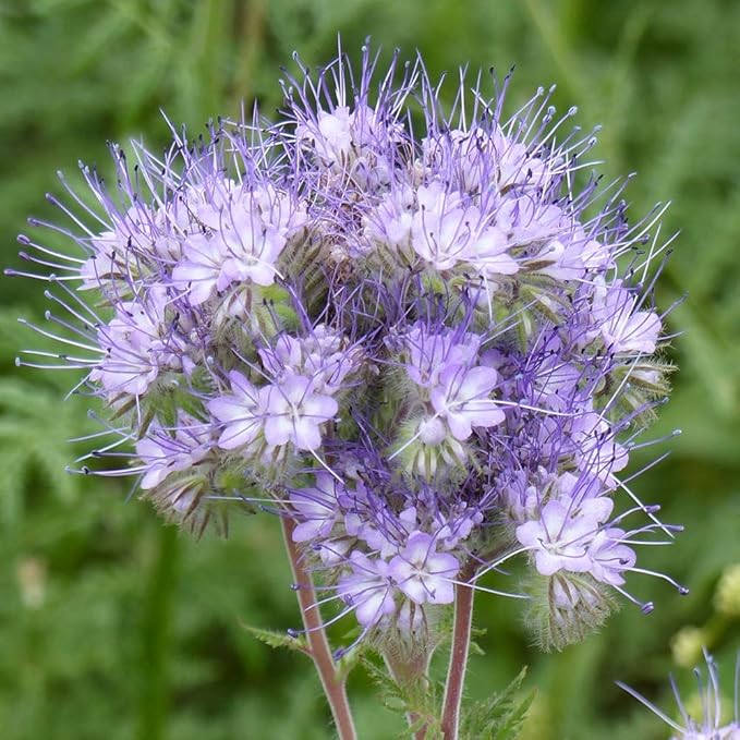 Outsidepride Lacy Phacelia Seeds for Planting - 1/4 Lb Annual, Drought-Tolerant Wildflower Seeds with Light Violet Flowers, Ideal for Pollinator Gardens, Erosion Control, & Attracts Bees & Butterflies