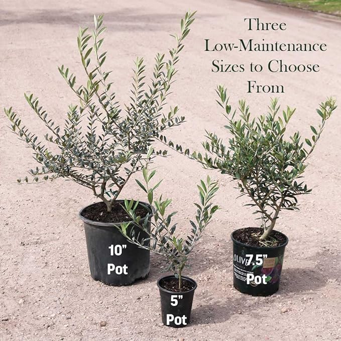 American Plant Exchange Live Arbequina Olive Tree, Fruit Bearing, Plant Pot for Home and Garden Decor, 5-Inch Pot, 1.5 Ft Tall