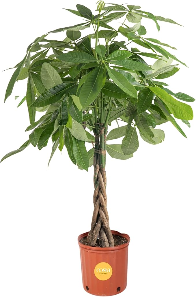 Costa Farms Money Tree, Large, Live Indoor Plant, Easy to Grow Pachira House Plant Gift, Home Décor, 3-4 Feet Tall in Nursery Pot