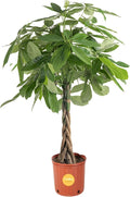 Costa Farms Money Tree, Large, Live Indoor Plant, Easy to Grow Pachira House Plant Gift, Home Décor, 3-4 Feet Tall in Nursery Pot