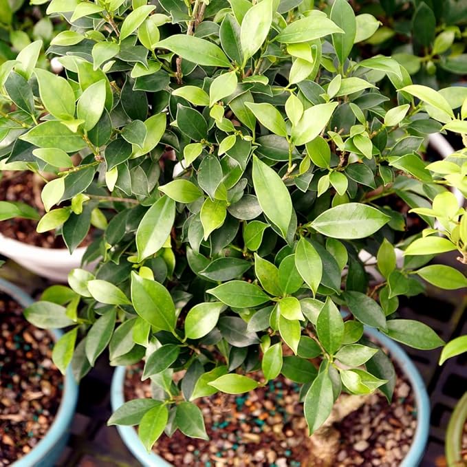Brussel's Bonsai Live Golden Gate Ficus Grove Indoor Bonsai Tree-7 Years Old 10" to 14" Tall with Decorative Container, Medium