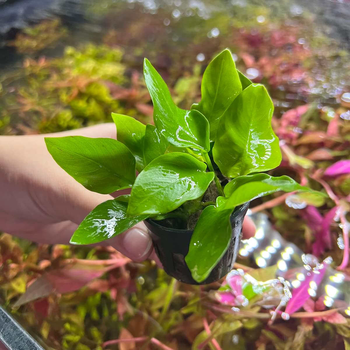 Anubias Live Aquarium Plants - Potted Freshwater Plant for Fish Tanks, Terrariums - Beginner Friendly Low Light (Nana Golden, 3 Pots)