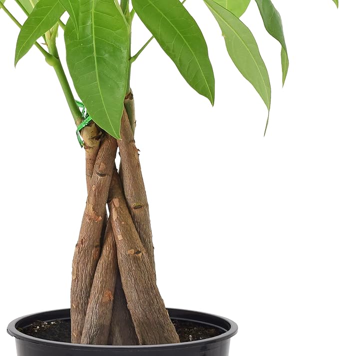 Money Tree Live Indoor Plant in 4 in. Plastic Grower Pot *Sold by Amazon and Arcadia Garden Products*