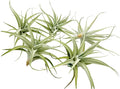 Live Air Plants - Tillandsia Albida 3-5" - 5ct – ragnaroc Live Indoor Plant - Live Arrival Guaranteed - House Plants for Home Decor & Gift