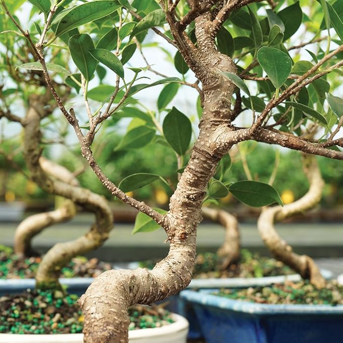 Brussel's Bonsai Live Golden Gate Ficus Indoor Bonsai Tree - Medium, 7 Years, 8 to 16 In - Live Bonsai Tree in Ceramic Bonsai Pot and Humidity Tray