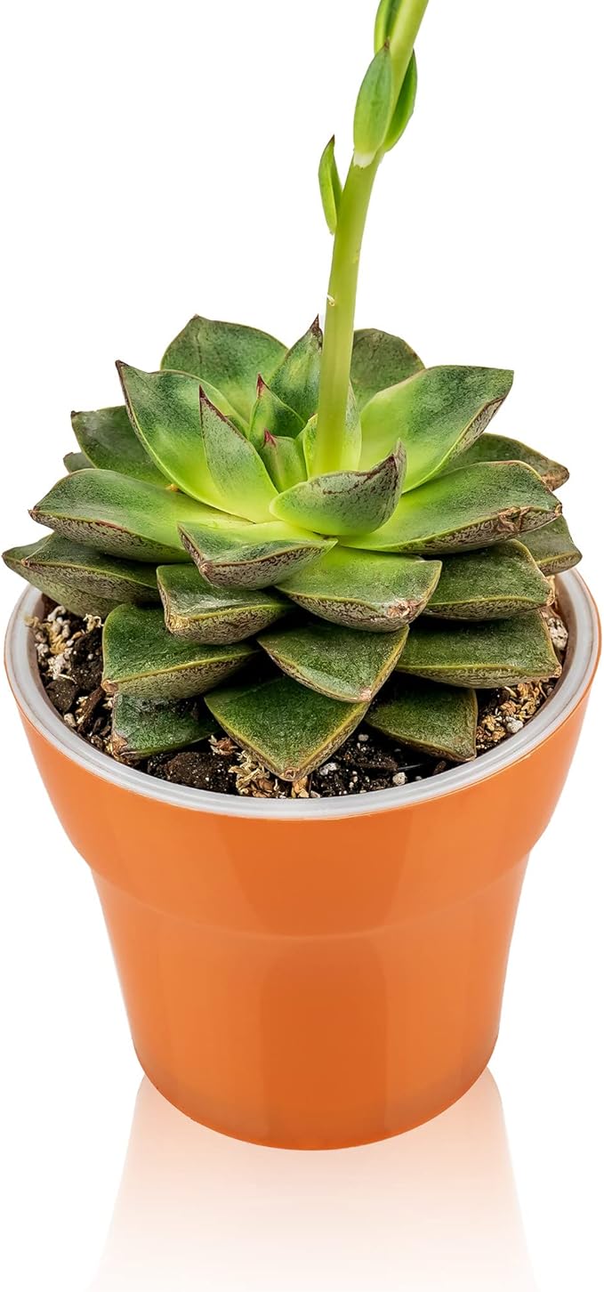 Professional Succulent Soil Premium All Purpose Blend | Pre-Mixed Ready to Use for Cactus and Succulents | Sphagnum Peat Moss, Perlite, New Zealand Pine Bark - Made in USA - 3 Quart