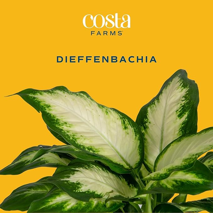 Costa Farms Dieffenbachia, Live Indoor Plant in Thank You Gift Wrap Planter, Potted Houseplant in Potting Soil Mix, Housewarming, Birthday Gift, 12-14 Inches Tall