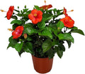 Hibiscus Plant Live - Hibiscus Bush - Red President - Overall Height 26" to 28" - Tropical Plants of Florida (Plant Only)…