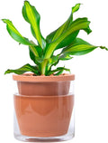 D'vine Dev 6 Inch Design Self Watering Pot for Indoor Plants, Terracotta Planter with Cylinder Glass Cup, Set of 1, 37-X-B-1